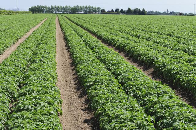 马铃薯丰产栽培实用技术，壮芽移栽法能结大薯，增产50%以上