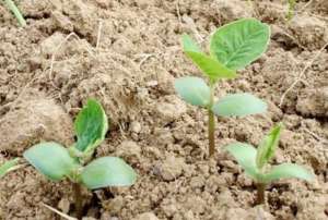 黄豆苗的家庭种植方法(种植大豆，出苗后别忘了这4点管理，利于苗齐苗壮促增产)