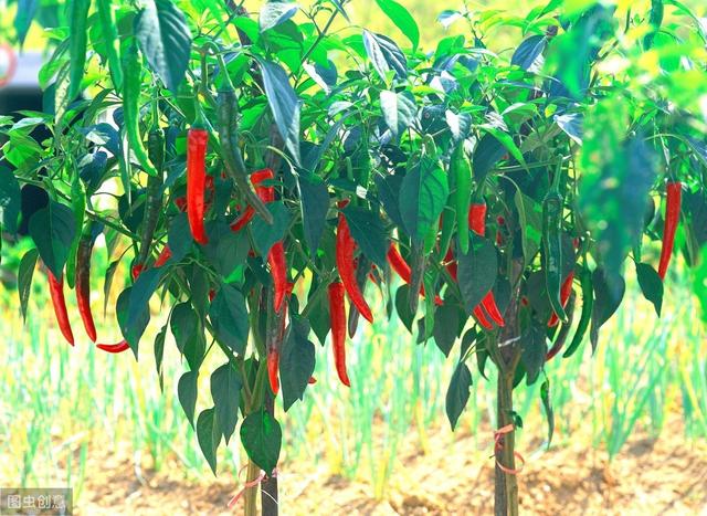 南方栽培高山辣椒想高产，田间的肥水管理是关键措施