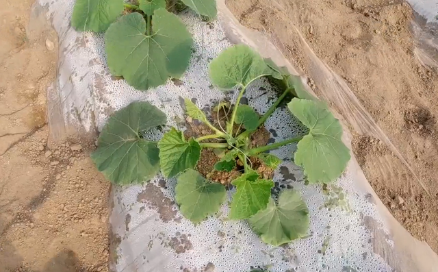 南瓜种植小技巧，掌握3点，结瓜多，个头大，种植方法简单