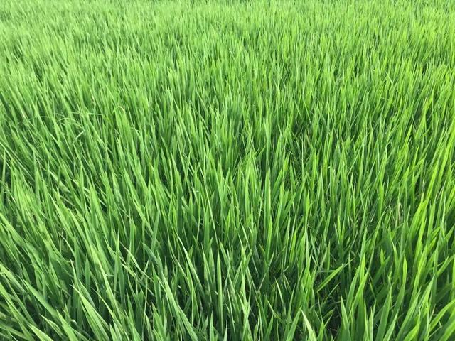 稻鳖共生，这里的稻田不打农药不施肥亩产超千斤→