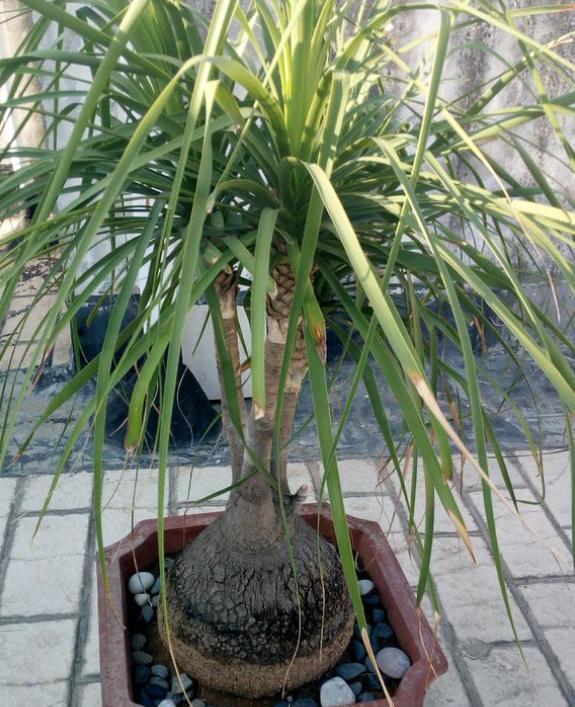 懒人植物“酒瓶花”，养护超简单，半年浇一次水，照样枝繁叶茂