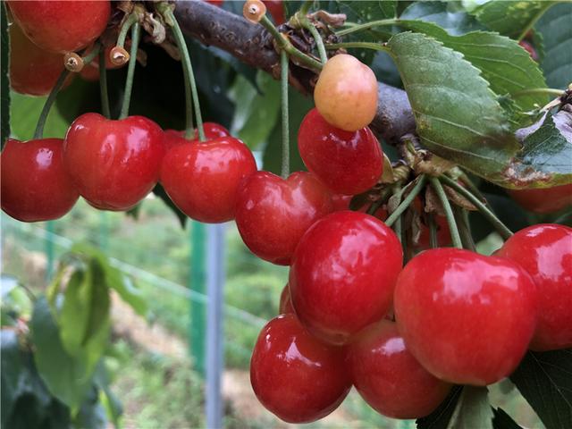 「丽江热线」快来看看！丽江种出大樱桃！居然还有这么多品种