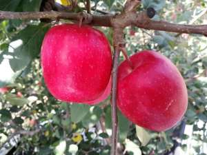 种植水果新品种有哪些(你家果园也能种赶快来看看这些苹果新品种)