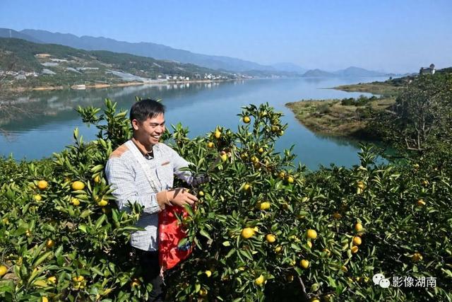 在北纬25°的东江湖畔，移民种植的这种水果，闻名全国！