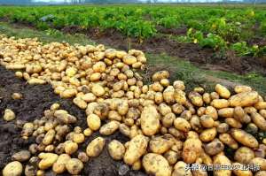 土豆种植环境(关于种植马铃薯，马铃薯栽培对环境条件的要求，你知道多少呢？)