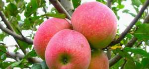 苹果种植模式(苹果栽培技术)