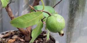 潘石榴种植(让番石榴养花盆也能开花结果的几个技巧，养成阳台上的果树盆栽)