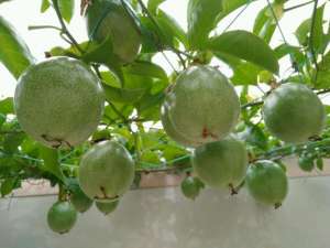 百香果盆栽种植(阳台就种一棵百香果，撒点种子或插个枝就活，爬满藤，果子超多)