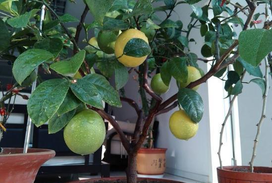 室内养盆栽柠檬，做好4步，别忘1个“小动作”，果子又多又漂亮