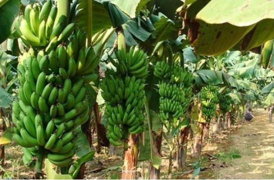 香蕉的种植的方法和技巧，一起来学习一下