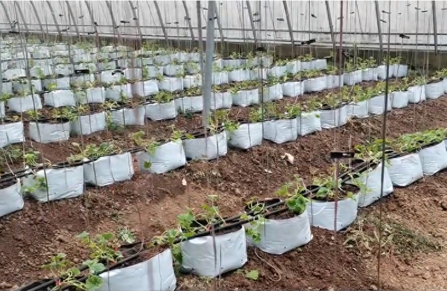 低成本无土栽培，使用种植袋代替种植槽，种植瓜果都合适