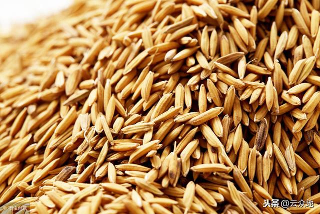 加工稻米后的米糠、碎米、稻壳去哪了？合理利用，能变废为宝