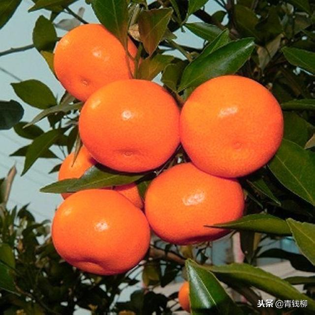 柑橘种植技术与管理策略