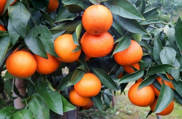 高品质柑橘品种红美人高效栽培关键技术