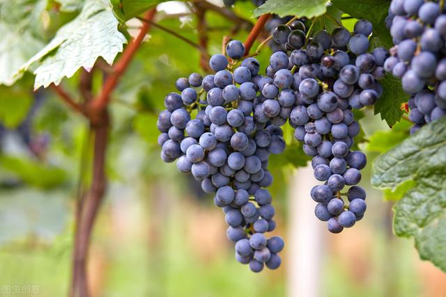 盆栽葡 萄的栽培，知道了它的几个要点，就能更顺利的栽培
