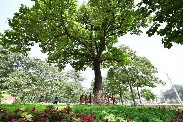 “焦桐”58岁了，这棵被焦裕禄亲手植下的树见证了兰考的巨变