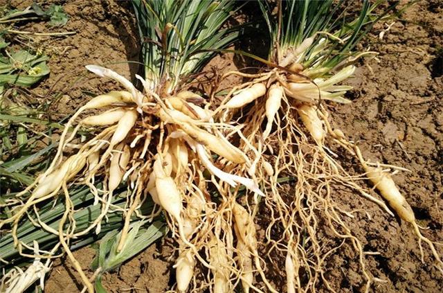 药材种植：麦冬生产栽培技术、病虫防治和科学施硒的方法