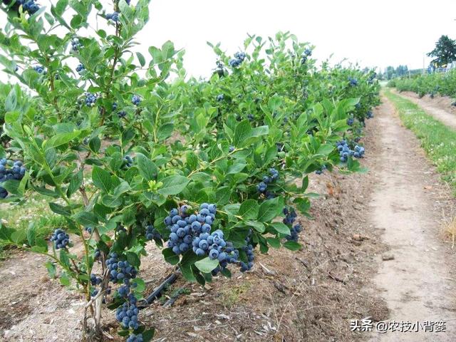 怎样才能种活又种好蓝莓？种植蓝莓有3大基本要求，具体怎么做？