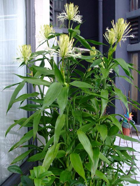 养好富贵竹，4个小步骤，叶子油绿两米高，开花仙又香