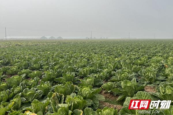 湖南岳阳县中洲乡：2400余亩大棚蔬菜保供应守好群众“菜篮子”