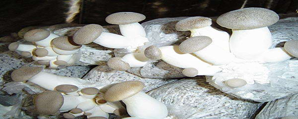 蘑菇的种植方法
