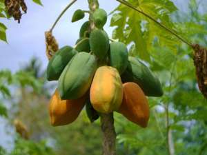 木瓜种子种植方法(太神奇了吃完木瓜，种植方法和注意事项，你真的种对了吗？)
