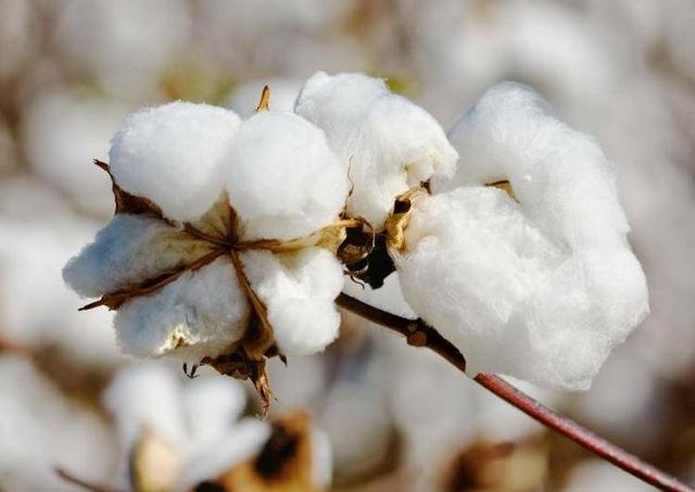 上千年种植史、产量全国第一、世界顶级品质……新疆棉花到底有多强？