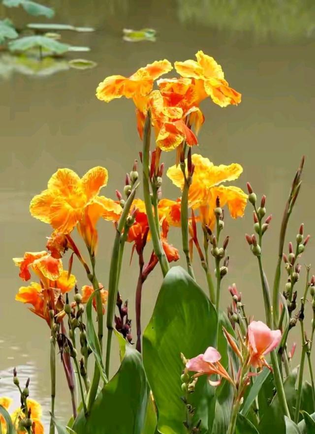 大多数花浇多水会死，而这10款花就喜欢泡水里，天天浇水也不怕