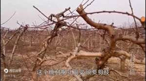 毛桃的种植技术视频(1000亩地的桃树，年前一定要这样管理，来年桃花开满，产量高)