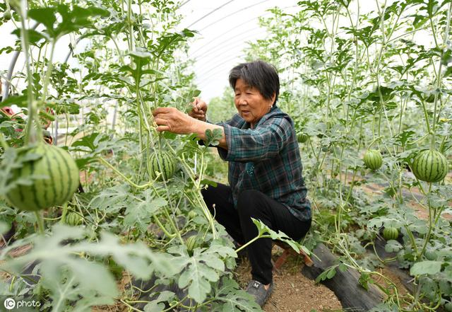 夏季农户如何才能种出高产西瓜？这三大栽培要点是关键