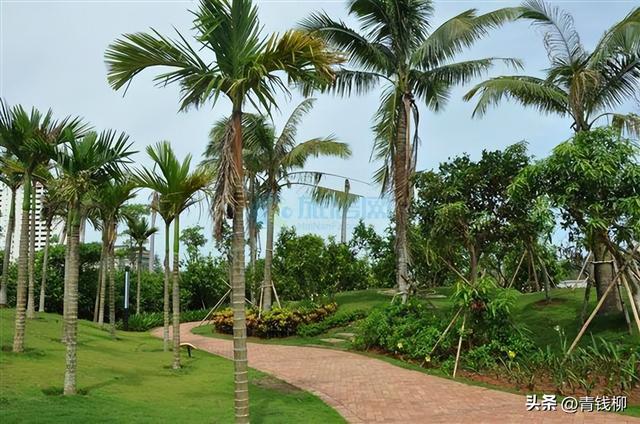 槟榔栽培技术及在景观设计中的应用
