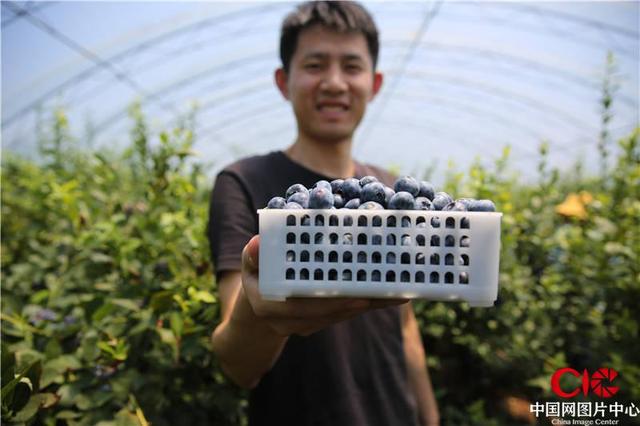山东青岛：西海岸新区蓝莓种植达9.6万亩 年产值达11.67亿元