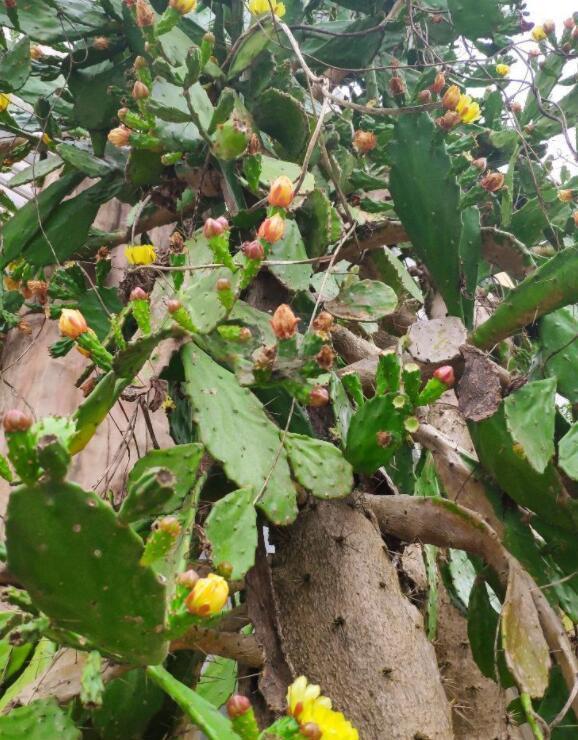 仙人掌能结果子，它就是米邦塔，果子像火龙果，云南很常见