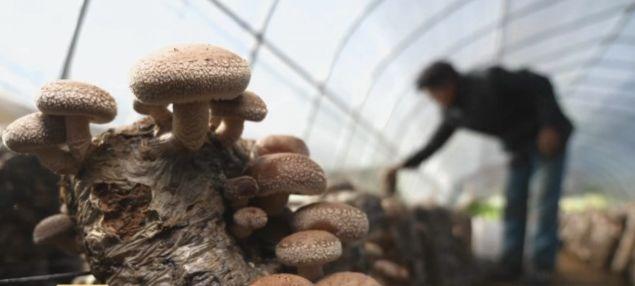 反季节香菇要“逆天”！亩收入可达3-4万！种植小窍门你了解吗？