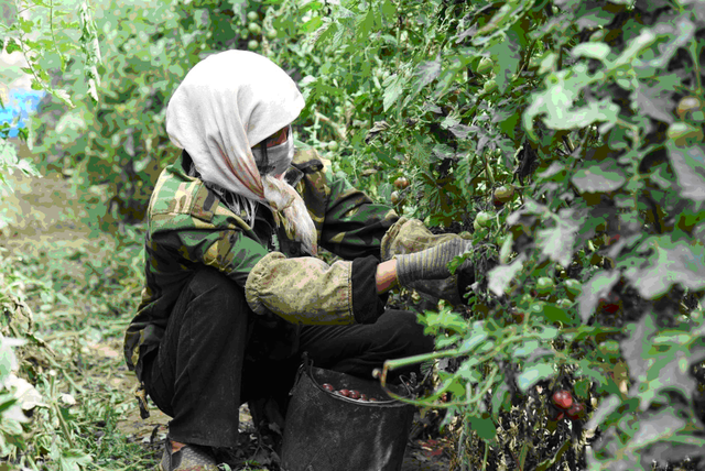 百e国际：用电商带动甘肃农户依托黑番茄产业年入几十万