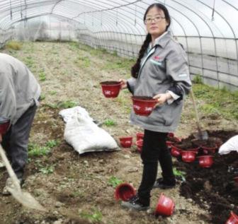 苏州姑娘返乡扎根农村，靠草莓一年卖70万元，带领农民脱贫致富