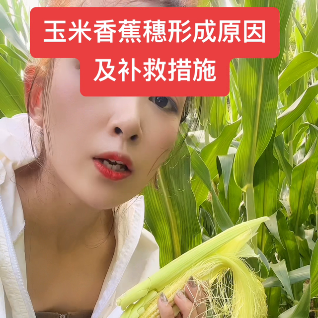 玉米香蕉穗形成原因及补救措施@抖音短视频