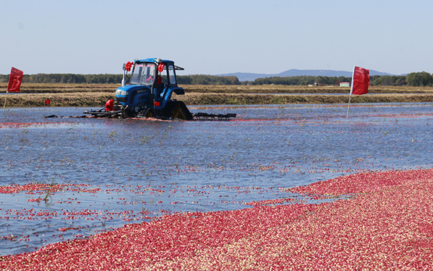 蔓越莓：常被人误认成进口货，国内种植多年，亩效益相当50亩水稻