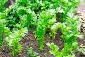 芹菜春季种植技术(蔬菜种植，春芹菜的栽培管理，生产方法简易)