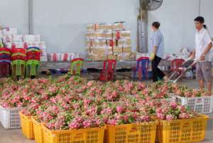 越南火龙果种植(越南火龙果种植规模缩水，如何走出出口中国困境？)