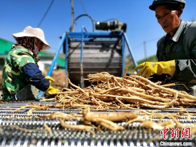 探访青海黄芪种植加工“领跑基地”：生态种药，土地“生金”