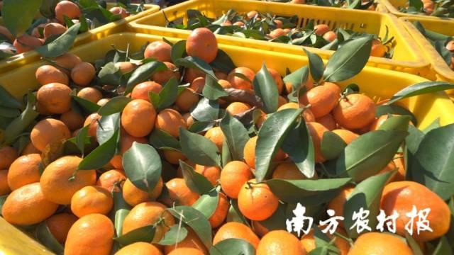 两万斤增城冰糖桔“秒光”！南方优品大量收购柑橘优品