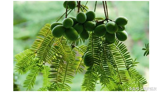 珍稀干果——香榧，你知道怎么种植的吗？