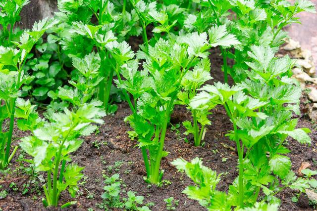 蔬菜种植，春芹菜的栽培管理，生产方法简易