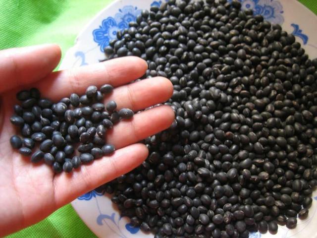 黑豆种植方法、种植时间及种植技术要点