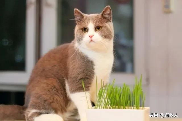 水培猫草如此简单，24小时发芽，48小时变绿，只要愿意人人都会种
