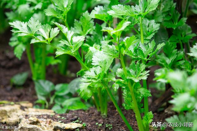 学会这些芹菜种植管理方法，轻松解决菜农头疼的过早抽薹难题！