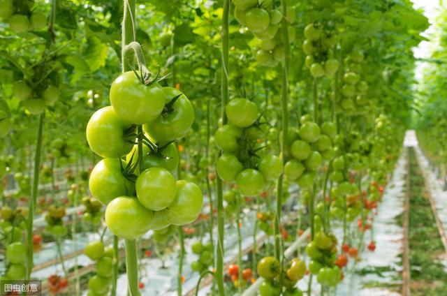 晚秋西红柿栽培技术，种植起来也没有那么难，爱吃的进来瞅瞅吧