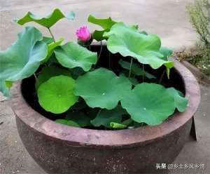 碗莲藕种植视频(用旧水缸在院子里种莲藕，夏天赏花冬天采藕，一缸能产几十斤)